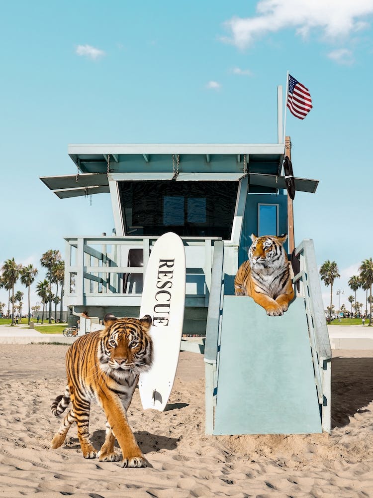 Tigers To The Rescue