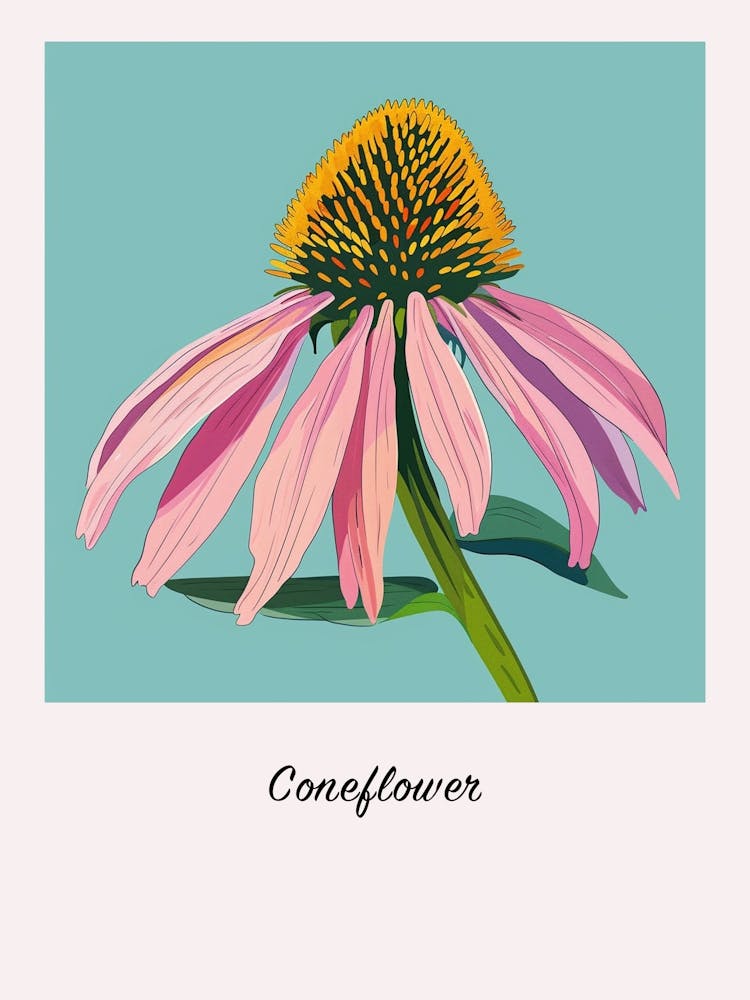 Coneflower Square Flower Illustration Poster