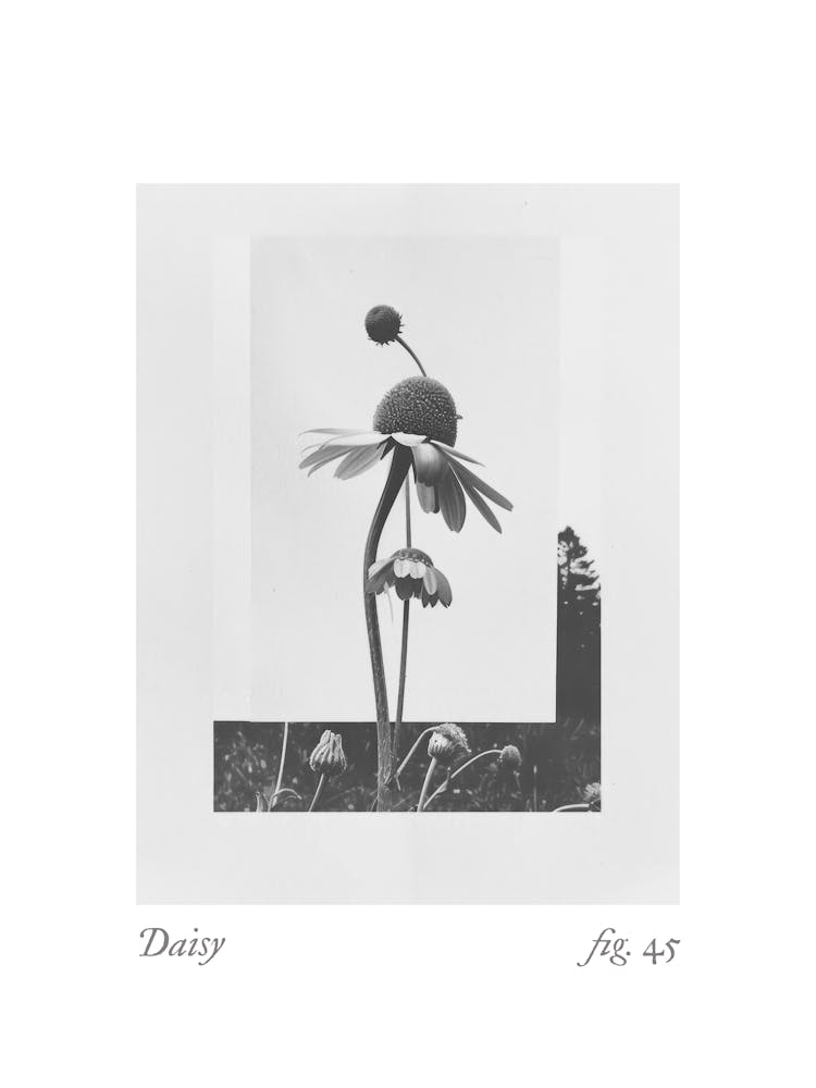 Daisy Botanical Collage 6