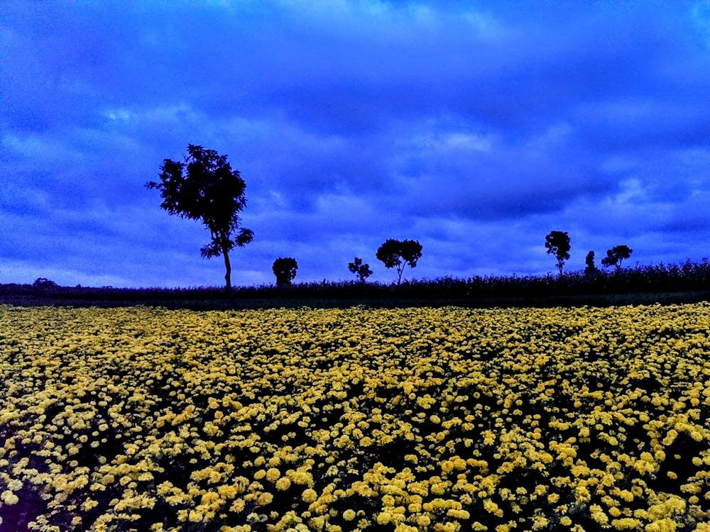 Field of Sunflowers in Tanzania