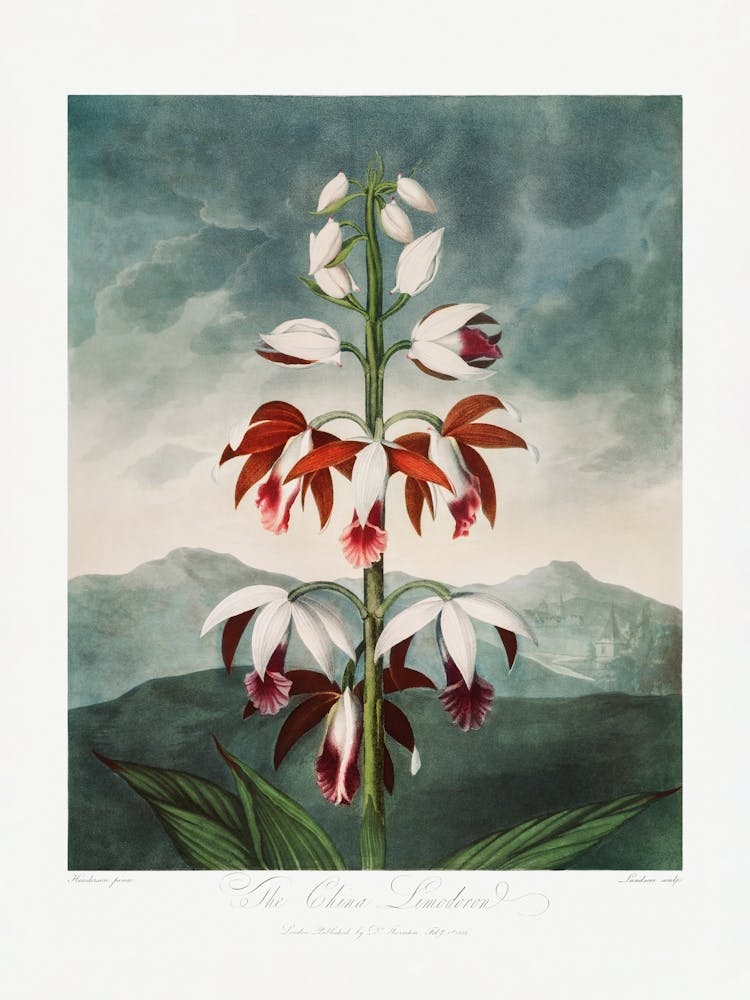 Vintage Botanical Temple Of Flora _2476832