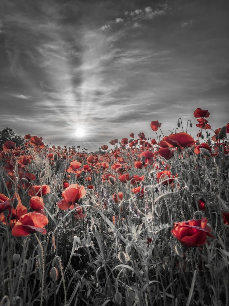 Lovely Sunset In A Poppy Field
