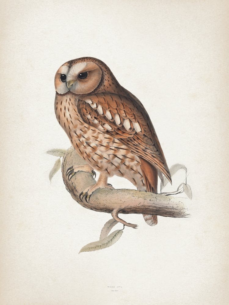 Vintage Lear 2 Wood Owl