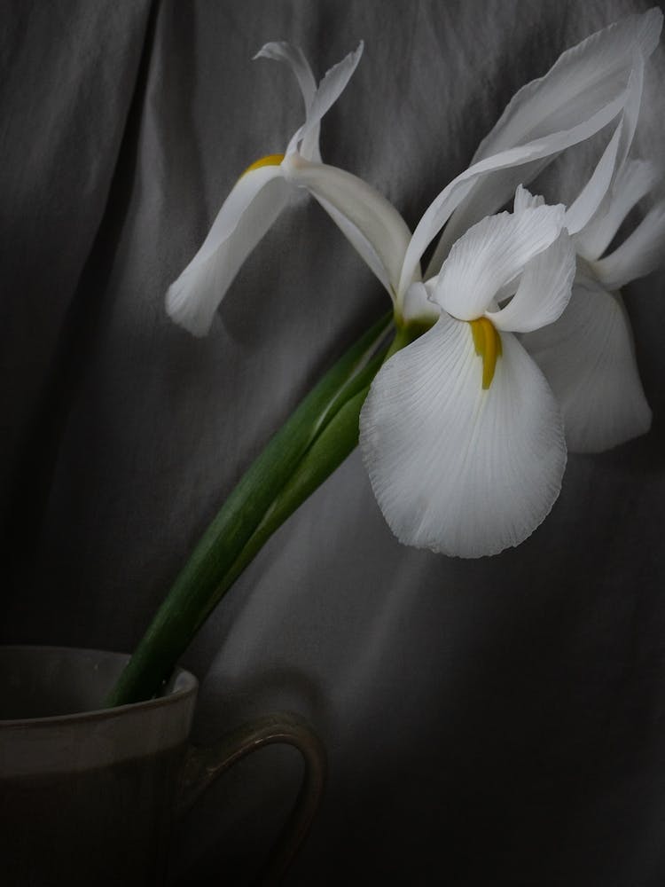 White Iris
