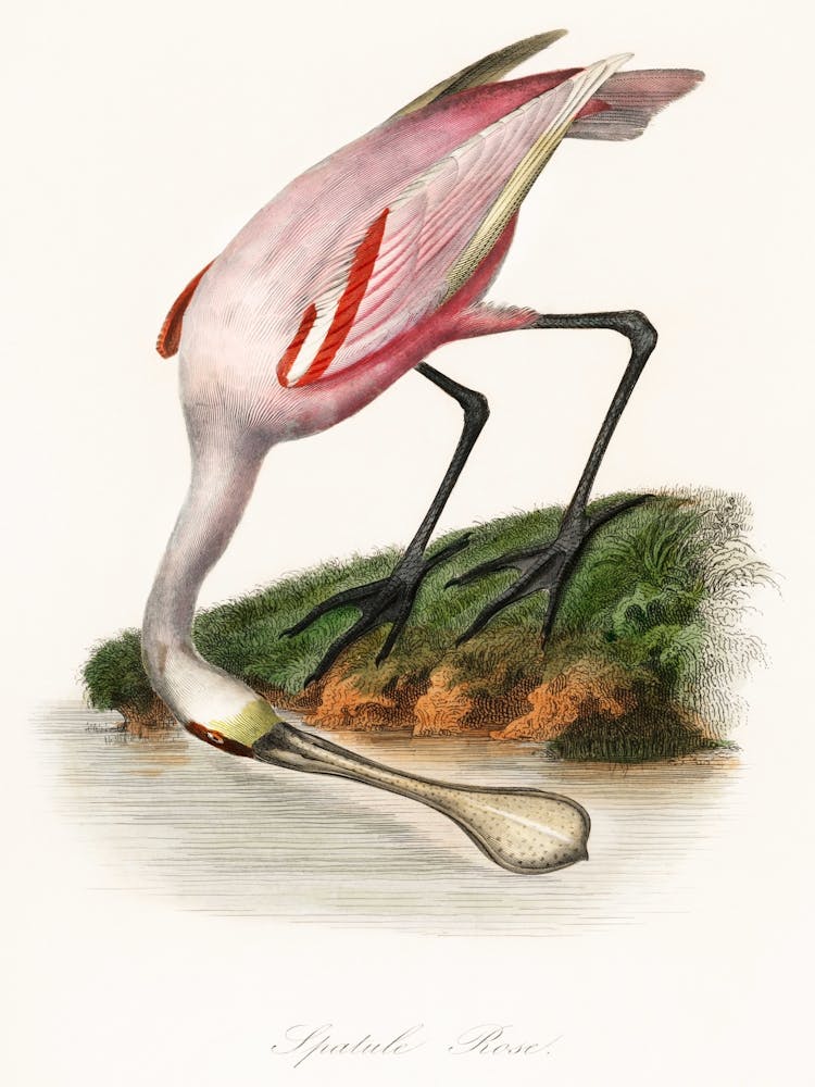 Roseate Spoonbill