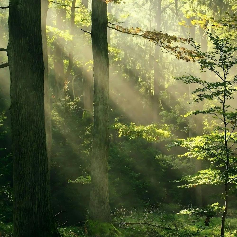 Sunbeams In The Forest 1