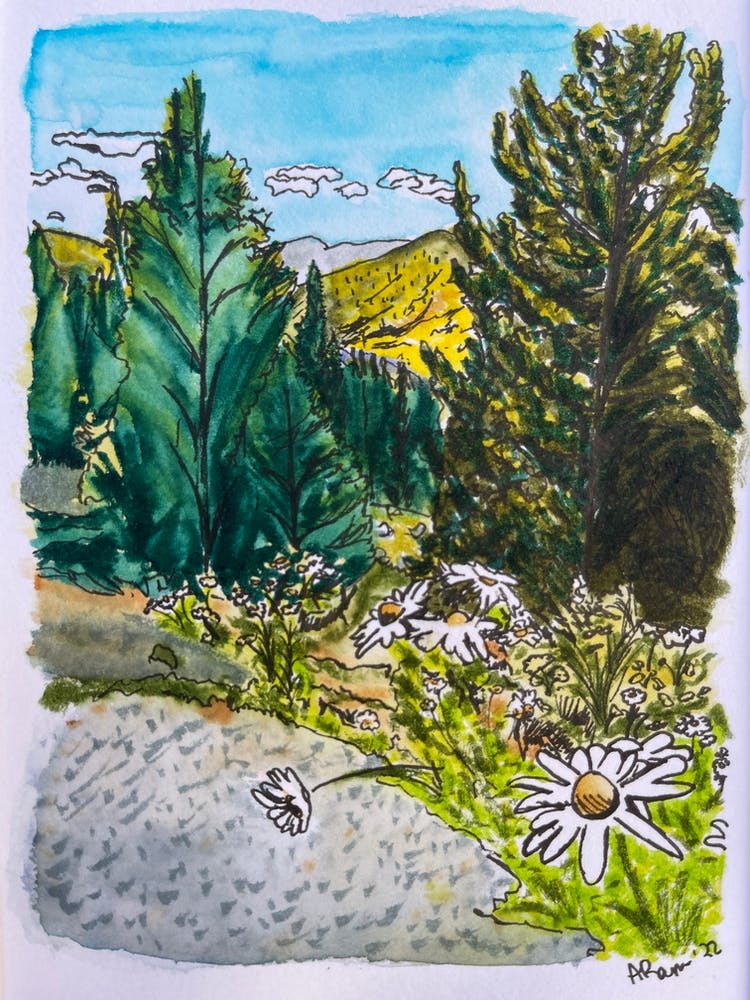 Daisies In The Mountains