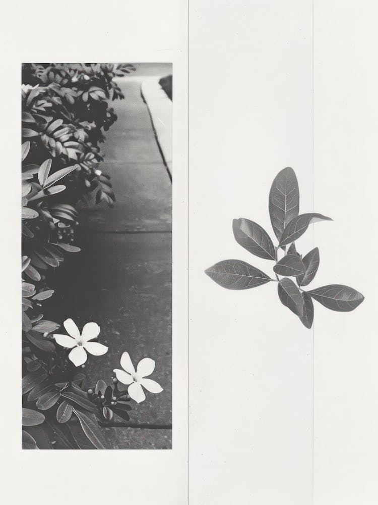 Jasmine Flower Photo Collage 2