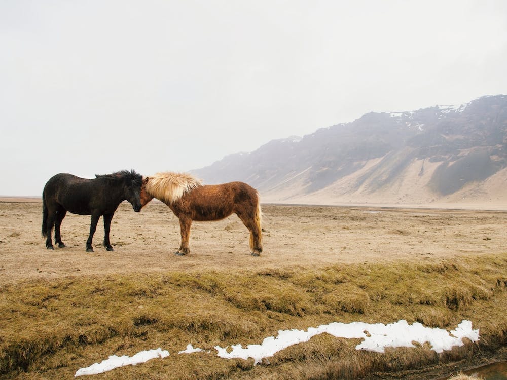 Icelandic Horses