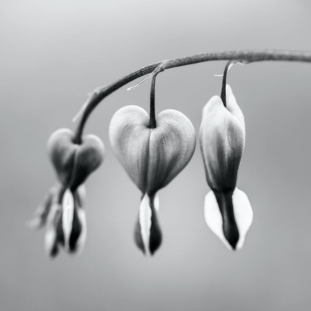 Be Still My Heart Black And White 2