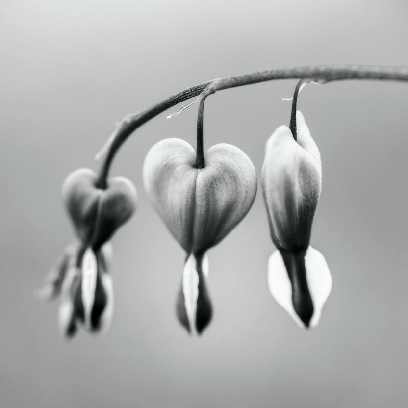 Be Still My Heart Black And White 2