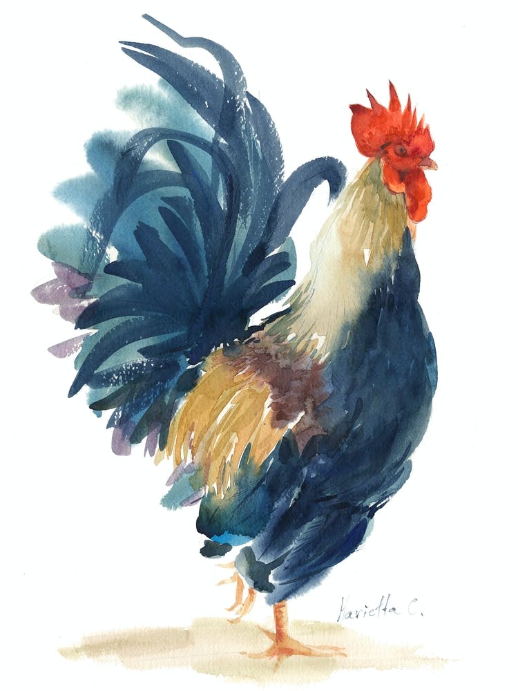 Blue Rooster2