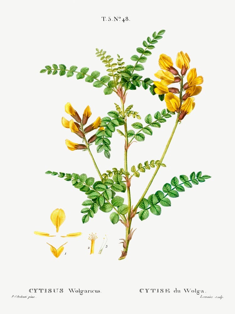 Cytisus Wolgaricus, Pierre Joseph Redoute