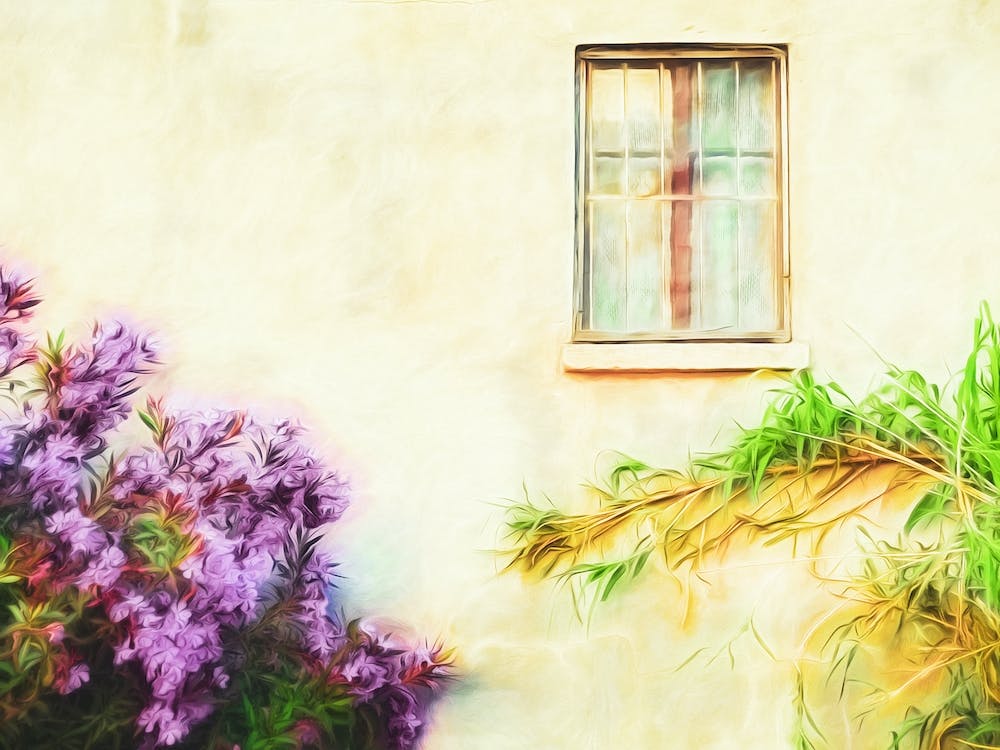 Flowers Climbing Plant & Window