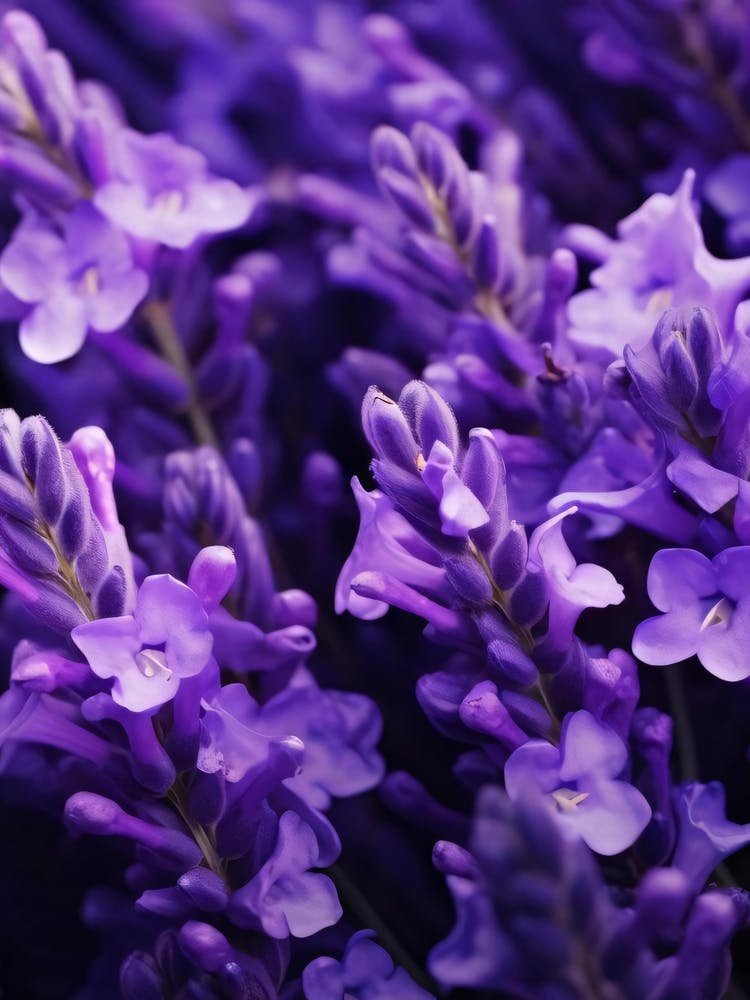 Lavender Flowers 1