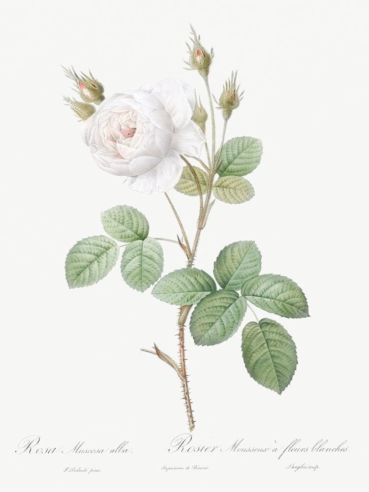 White Moss Rose, Pierre Joseph Redoute