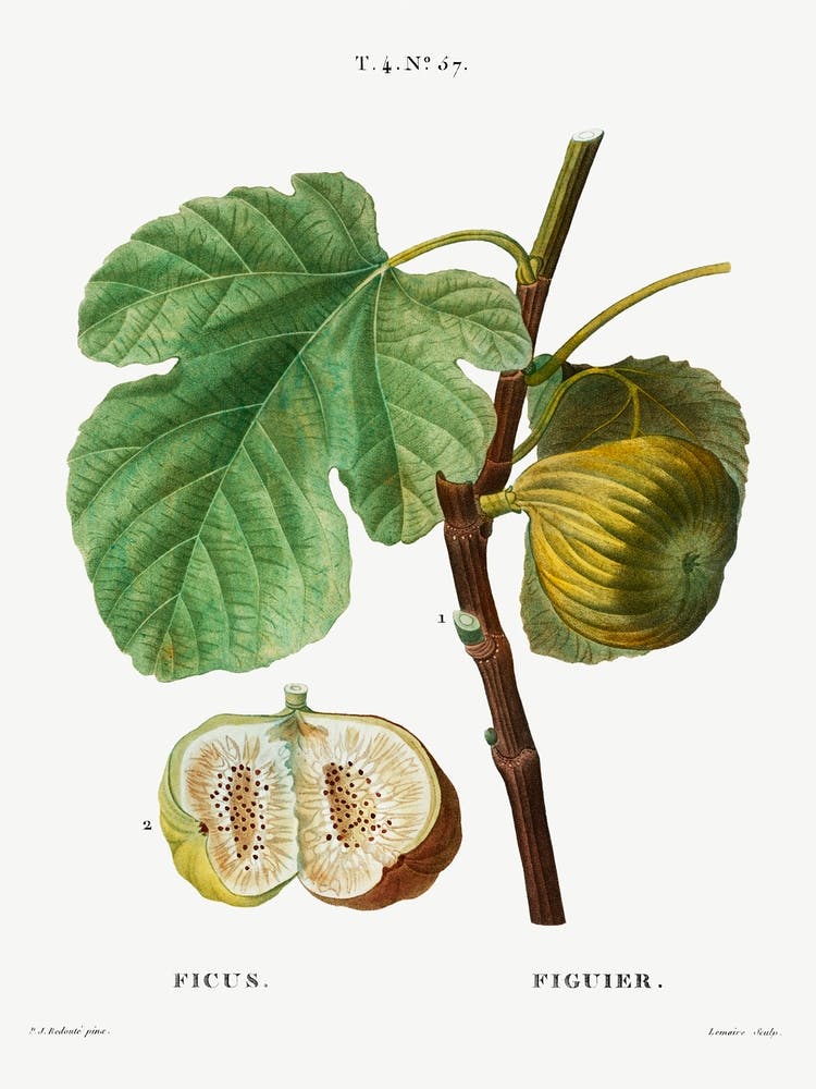 Fig, Pierre Joseph Redoute
