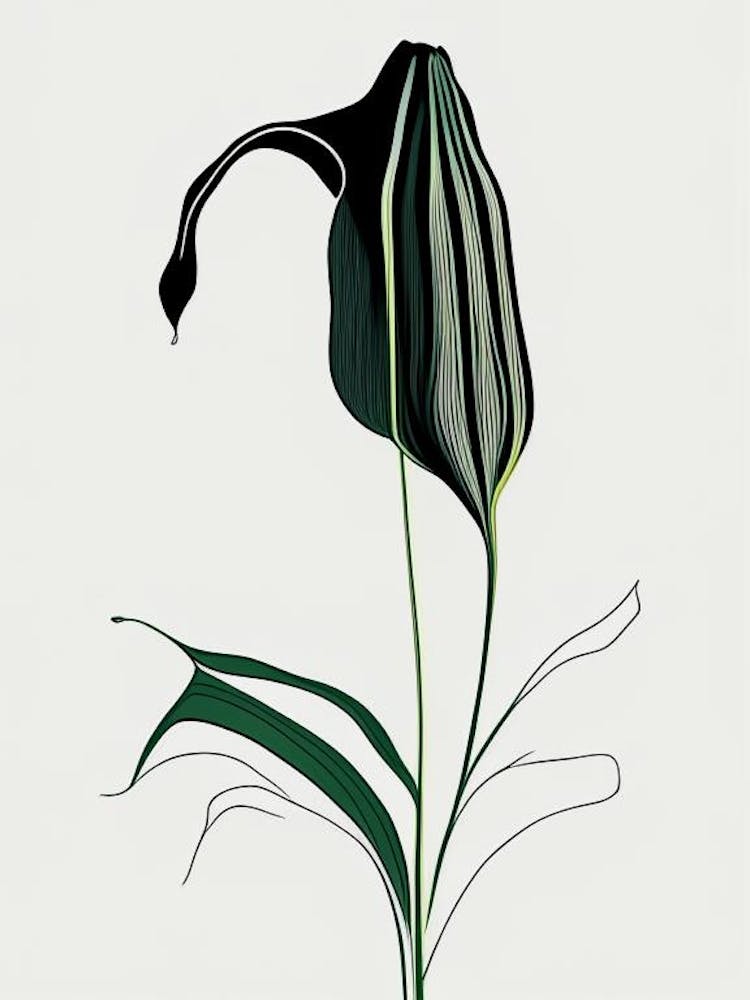Jack-in-the-Pulpit Dessin au Trait Floral Minimaliste 1 Fleur