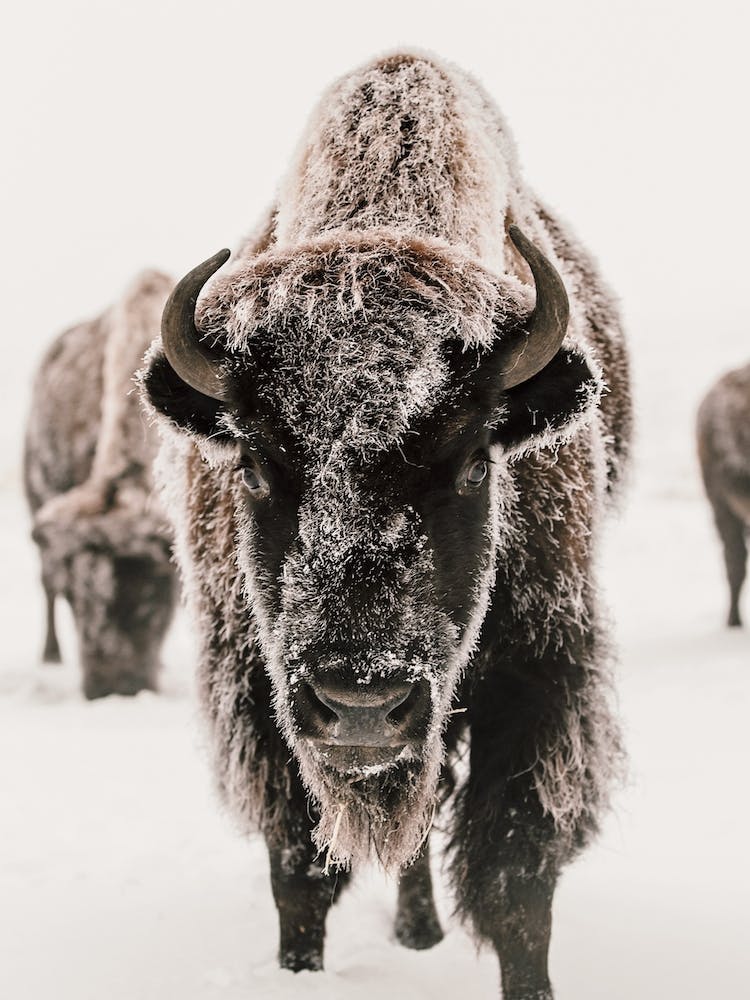 Snowy Winter Bison