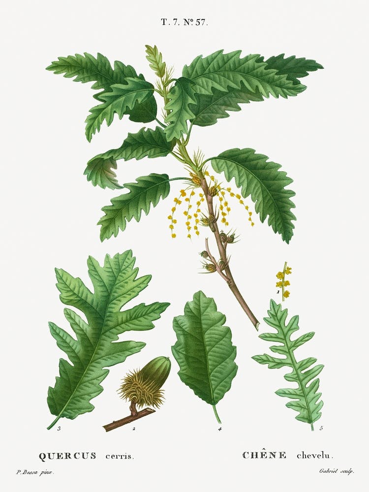 Turkey Oak, Pierre Joseph Redoute