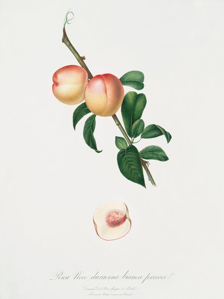 White Walnut (Persica Psillidermis) From Pomona Italiana (1817 1839), Giorgio Gallesio