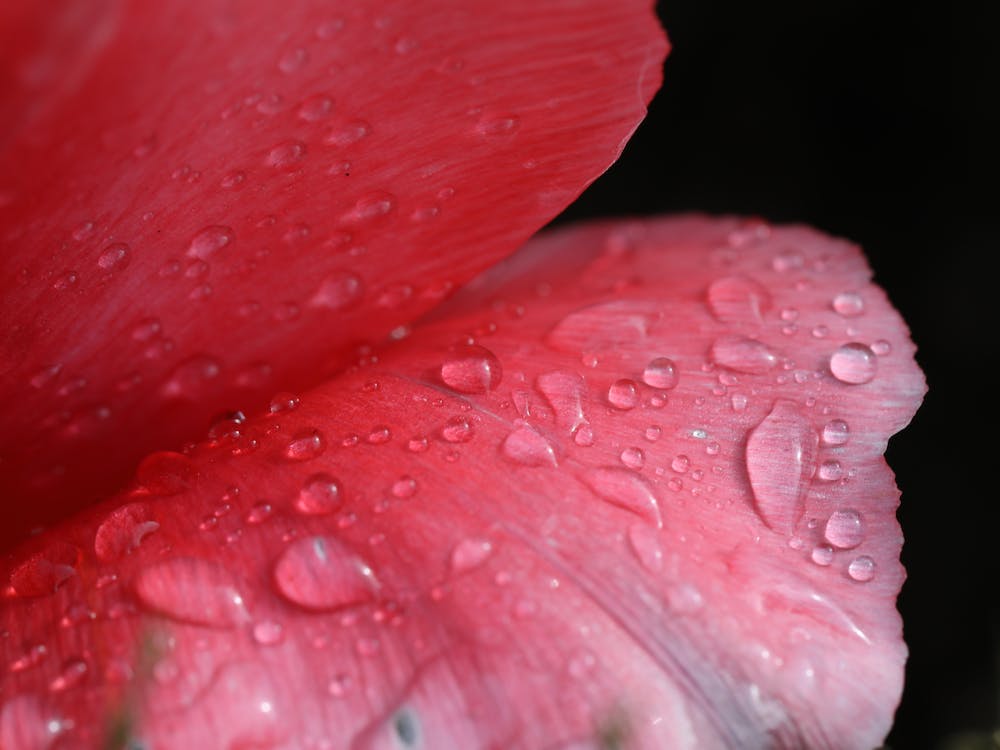 Wet petals