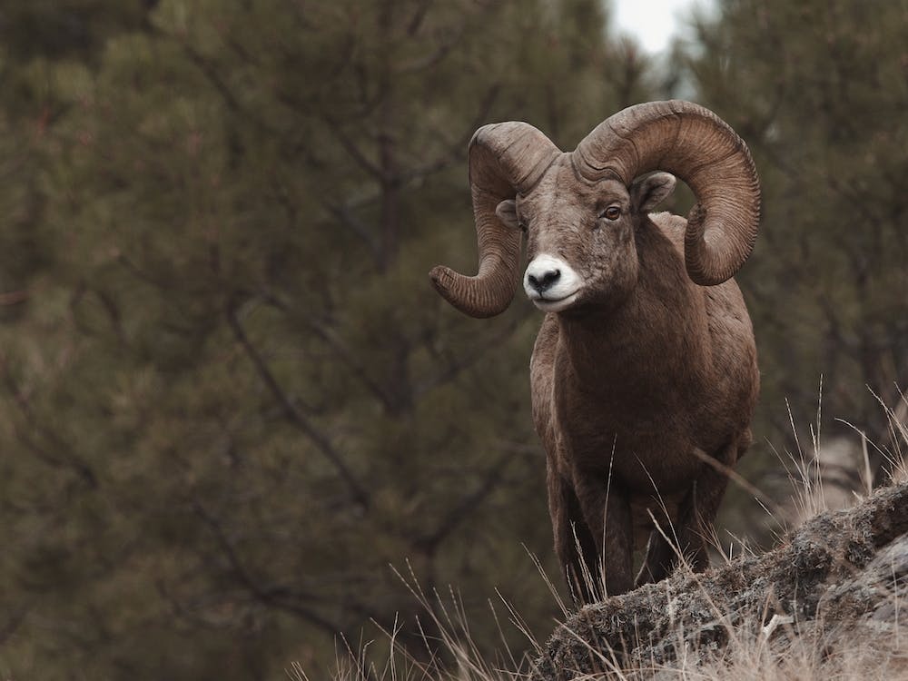 Arizona Forest Bighorn Sheep