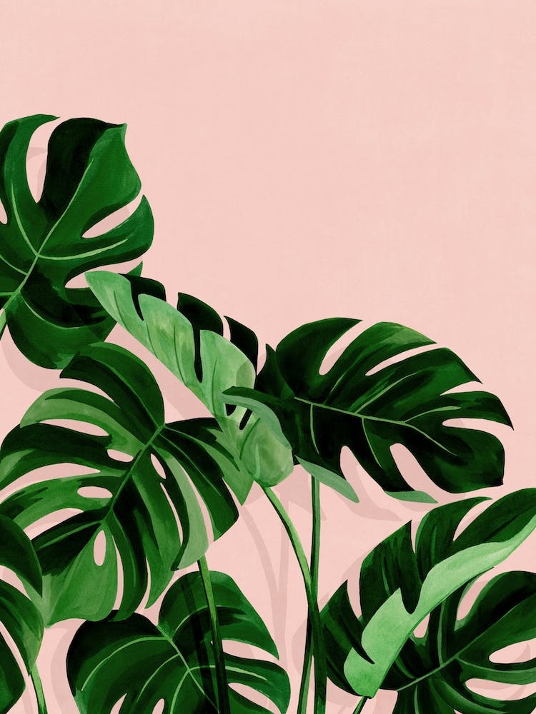 Monstera