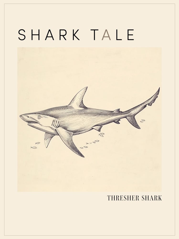 Thresher Shark Vintage Illustration 3 Poster