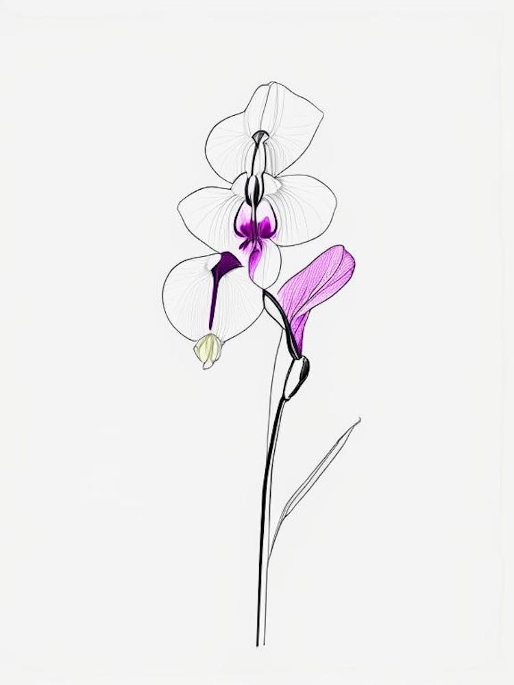 Orchid Floral Minimal Line Drawing 1 Flower