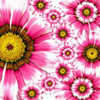 Pink Daisies 1