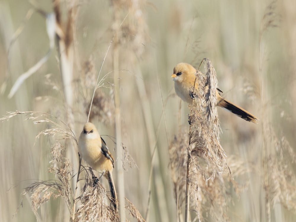 Woodland Birds