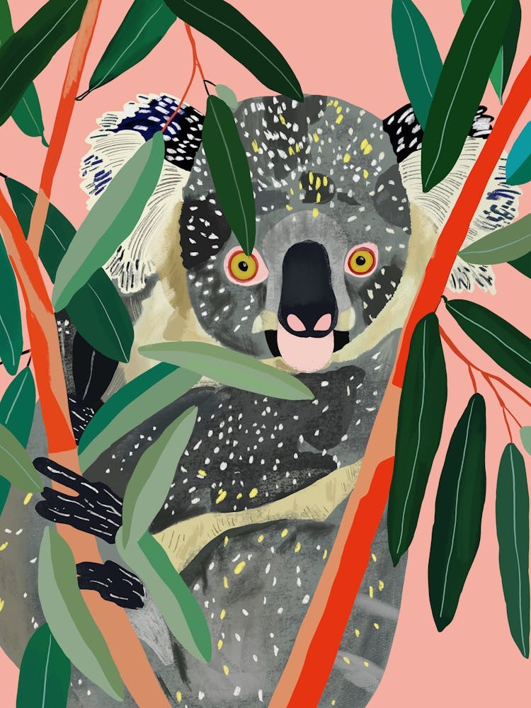 Koala