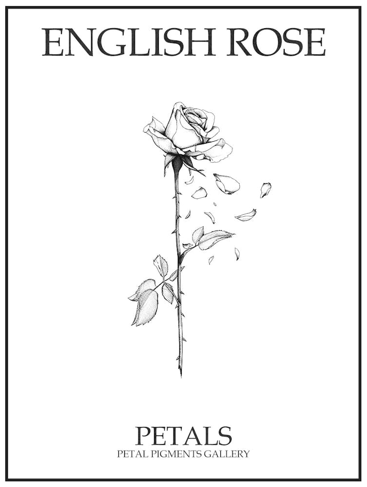 English Rose Petals Line Drawing 1 Poster