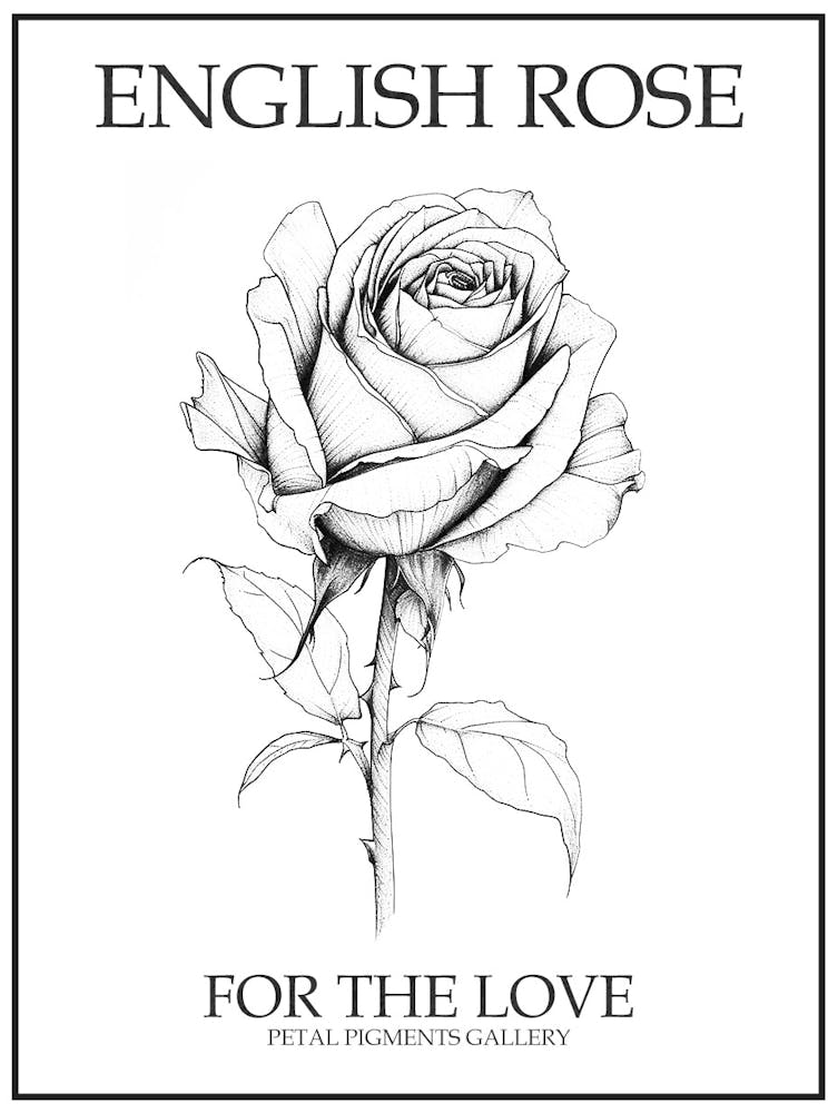 English Rose - Dessin au trait noir et blanc 7 - Affiche