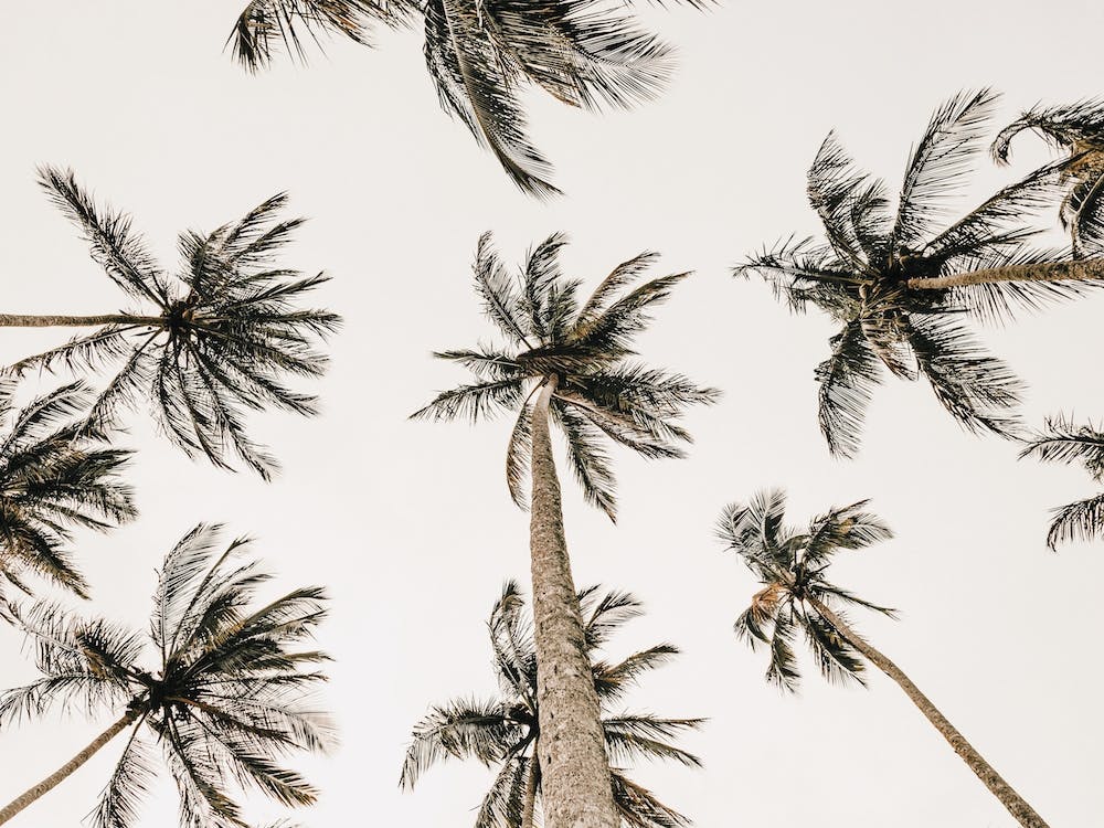 Palm Trees Overhead