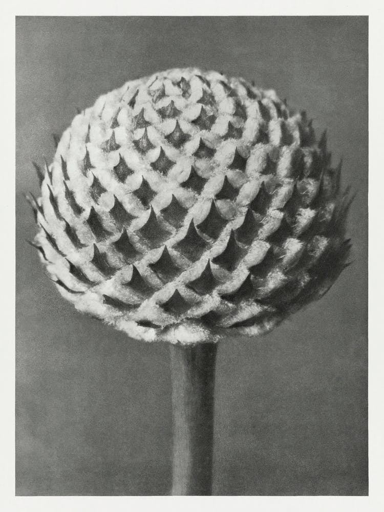 Small Teasel (1928), Karl Blossfeldt