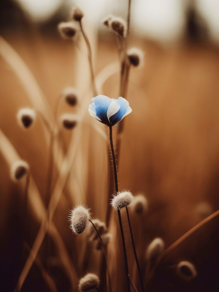 Blue Corn Flower No 3