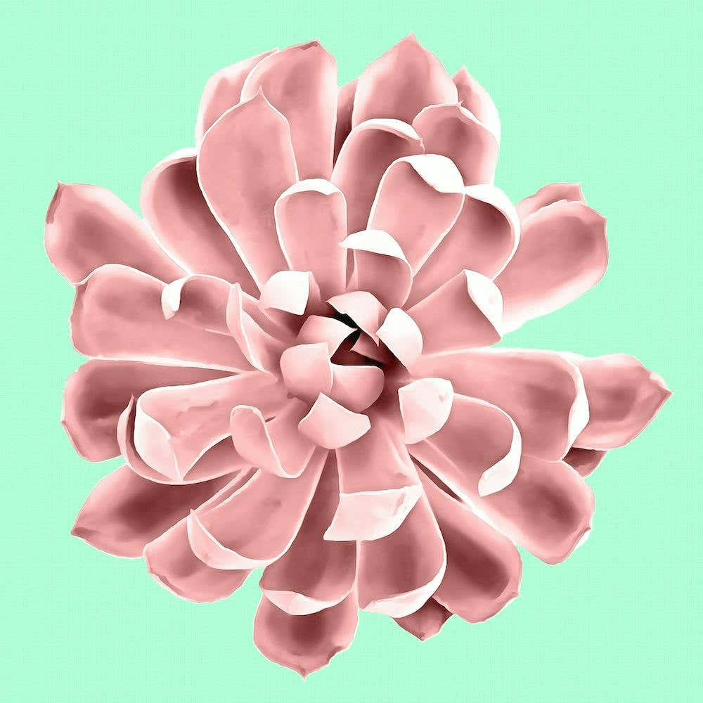 Pink Succulent Plant on Cyan