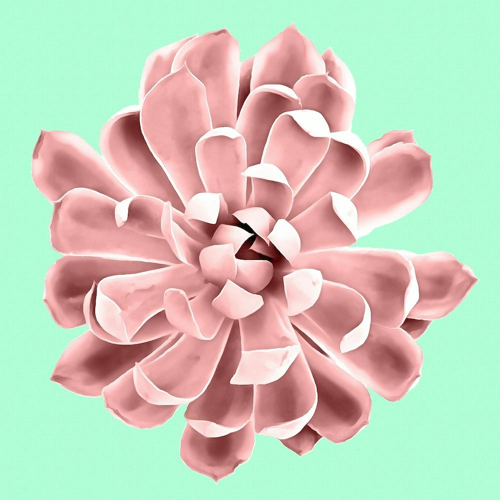 Pink Succulent Plant on Cyan