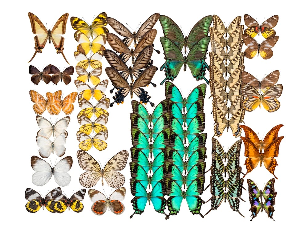 Collection Of Butterflies Landscape