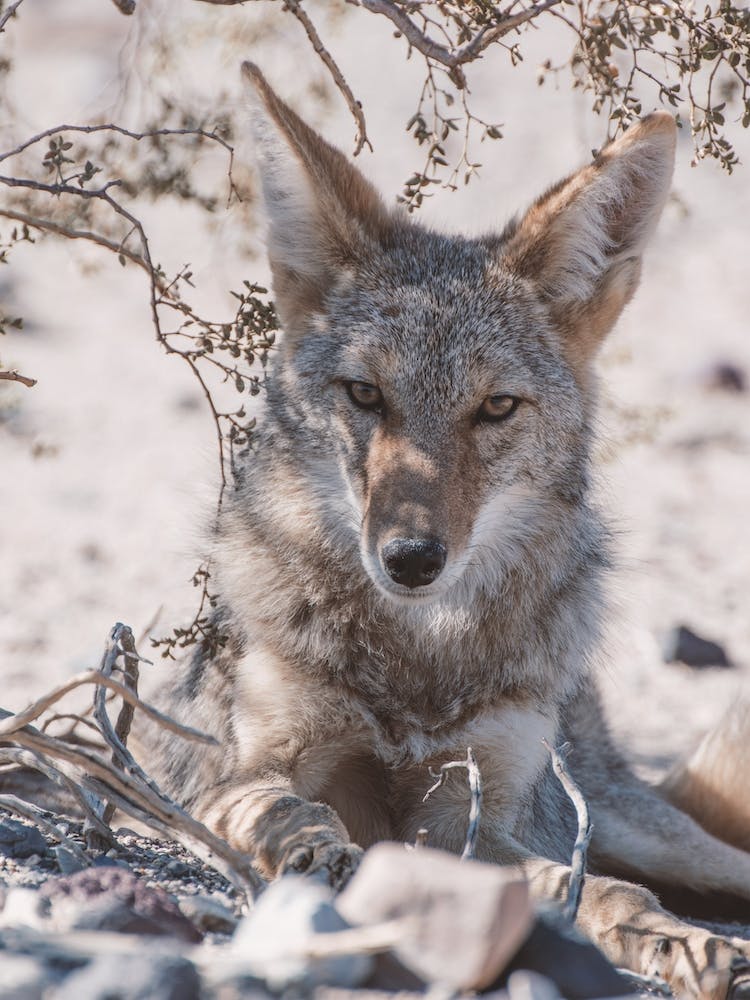 Desert Coyote