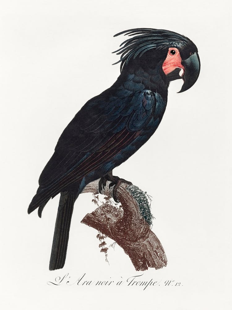 The Palm Cockatoo From Natural History Of Parrots, Francois Levaillant