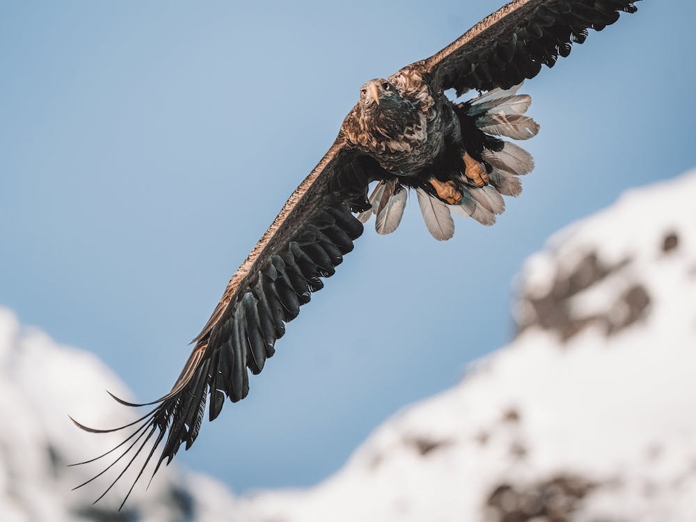 Sea Eagle Soaring