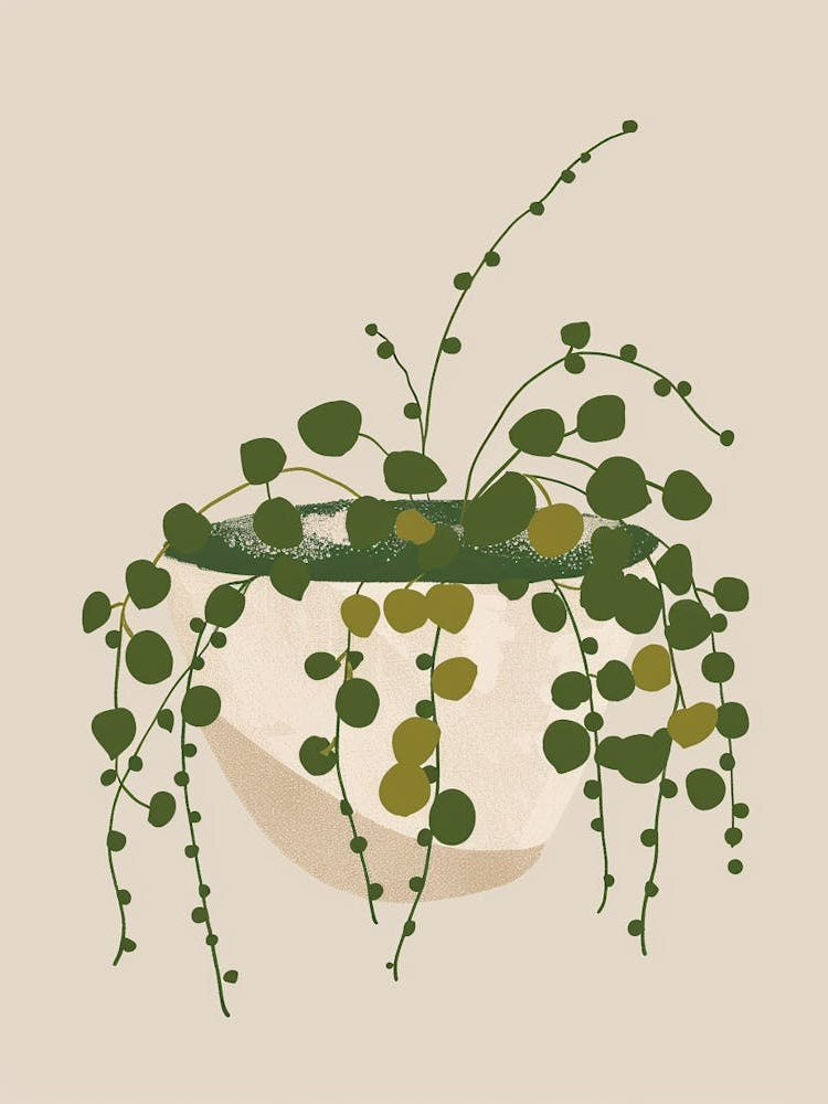 String Of Pearls Plant Minimalist Illustration 7
