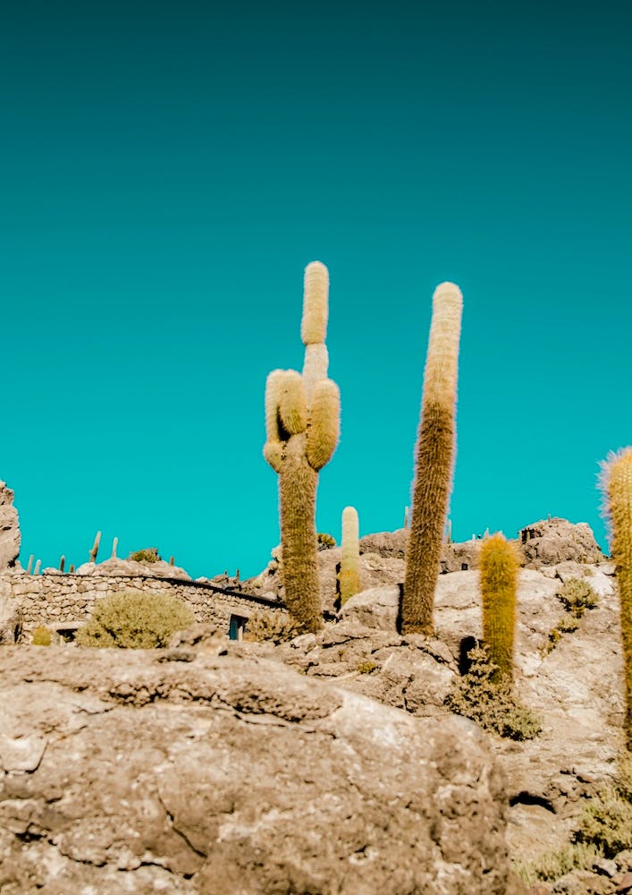 Uyuni Cactus