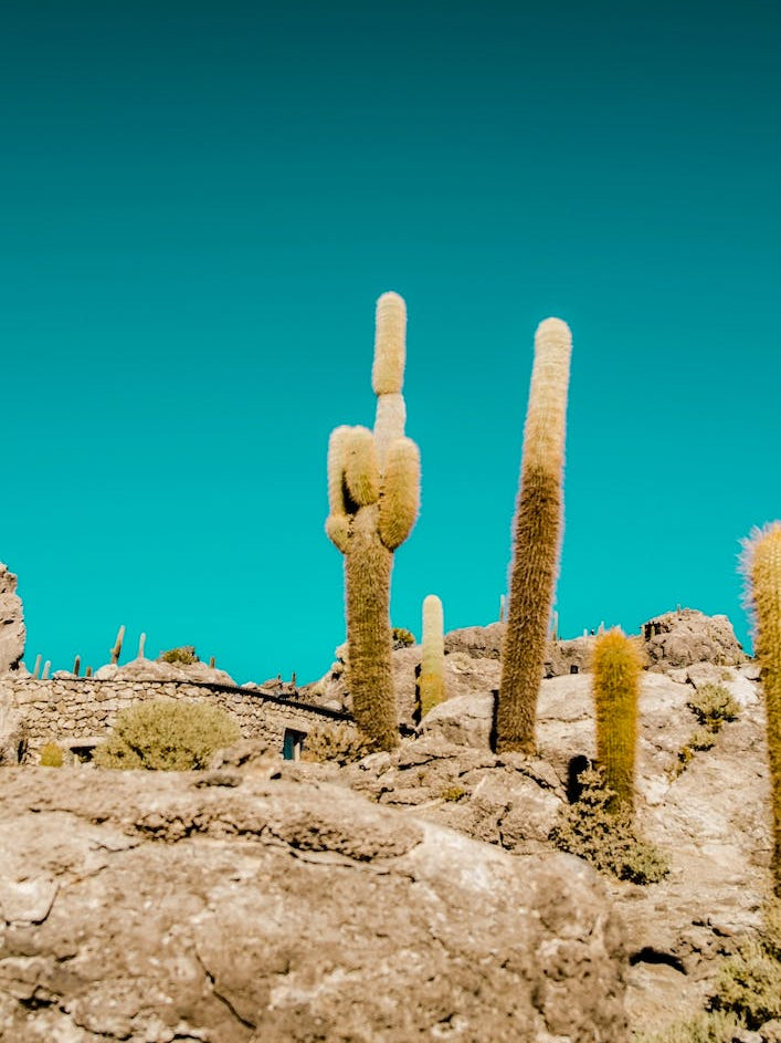 Uyuni Cactus