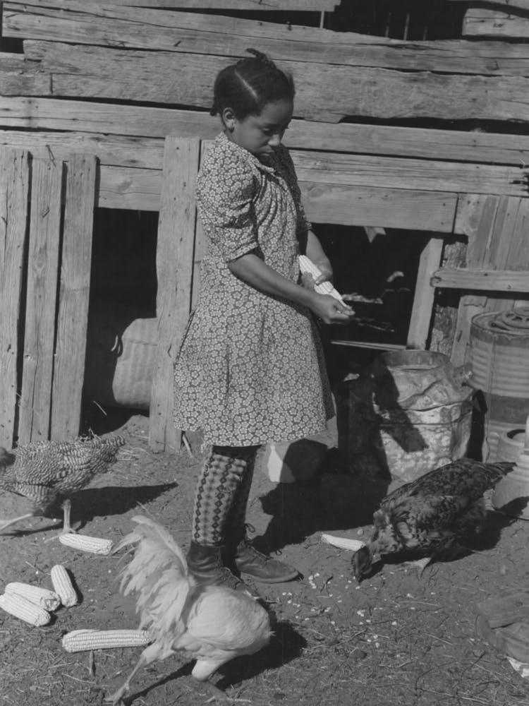 Daughter Of Pomp Hall, Tenant Farmer, Feeding Corn To Her Three Chickens Which Were Her 4 H Club Project, Creek