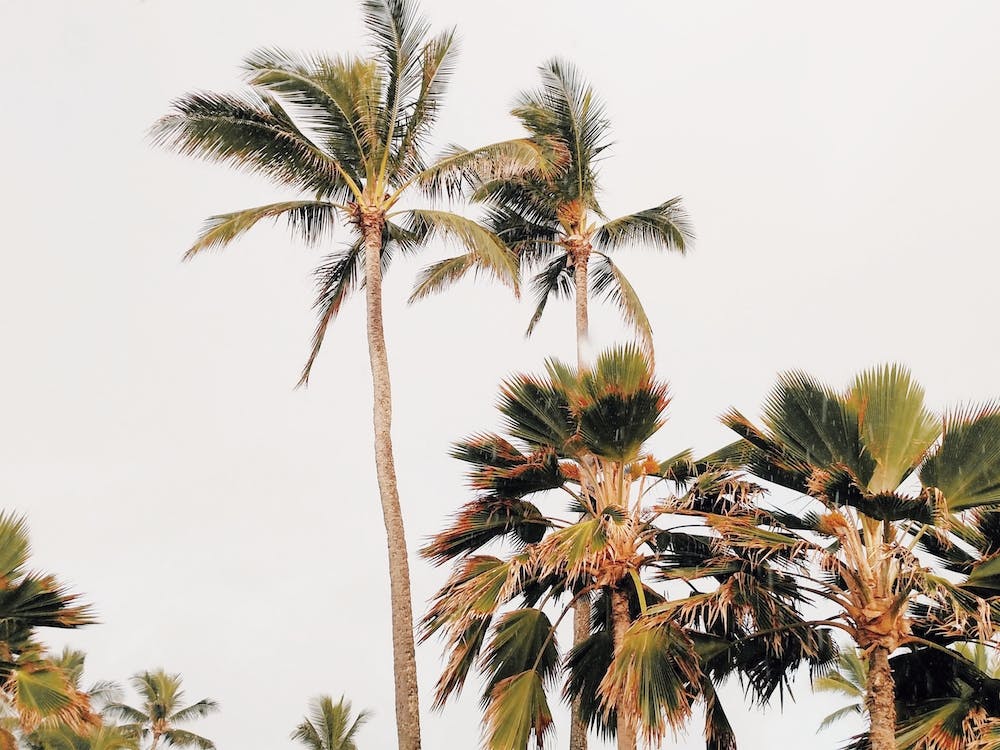Breezy Palm Trees