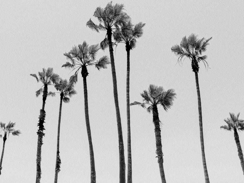 Palms Sky Black And White